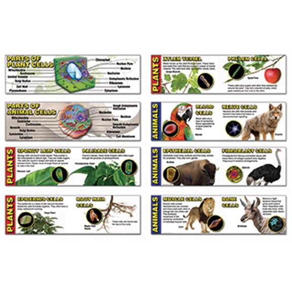 CD-410080 - Cells Mini Bulletin Board Set by Carson Dellosa