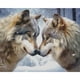 thumbnail image 1 of Pintura De Diamante 5D DIY Kit De Parejas De Lobo De Taladro Redondo Completo Decoración Del Hogar 50x40cm, 1 of 9