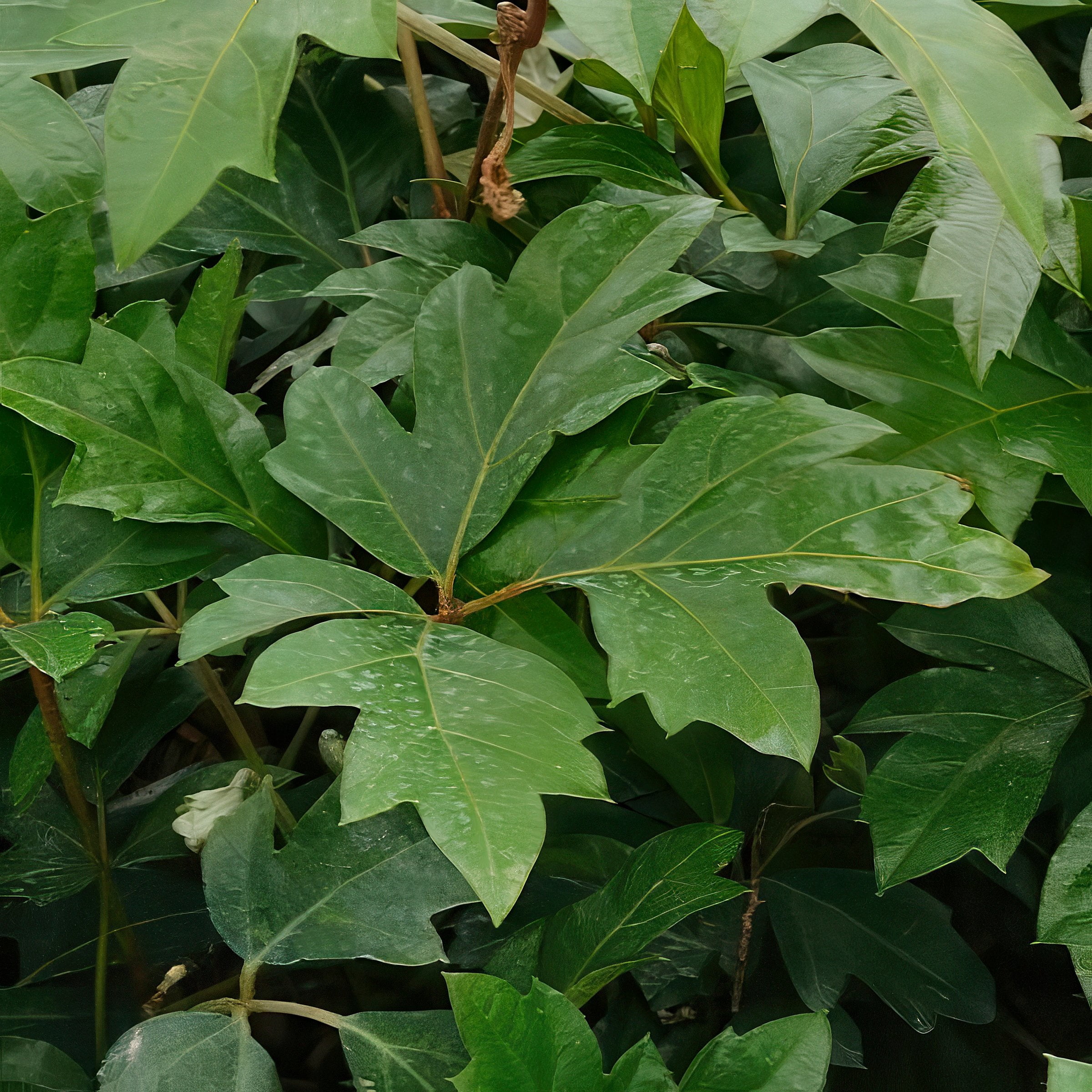 6 in. Cissus Ellen Danica Oak Leaf Plant in Grower Container
