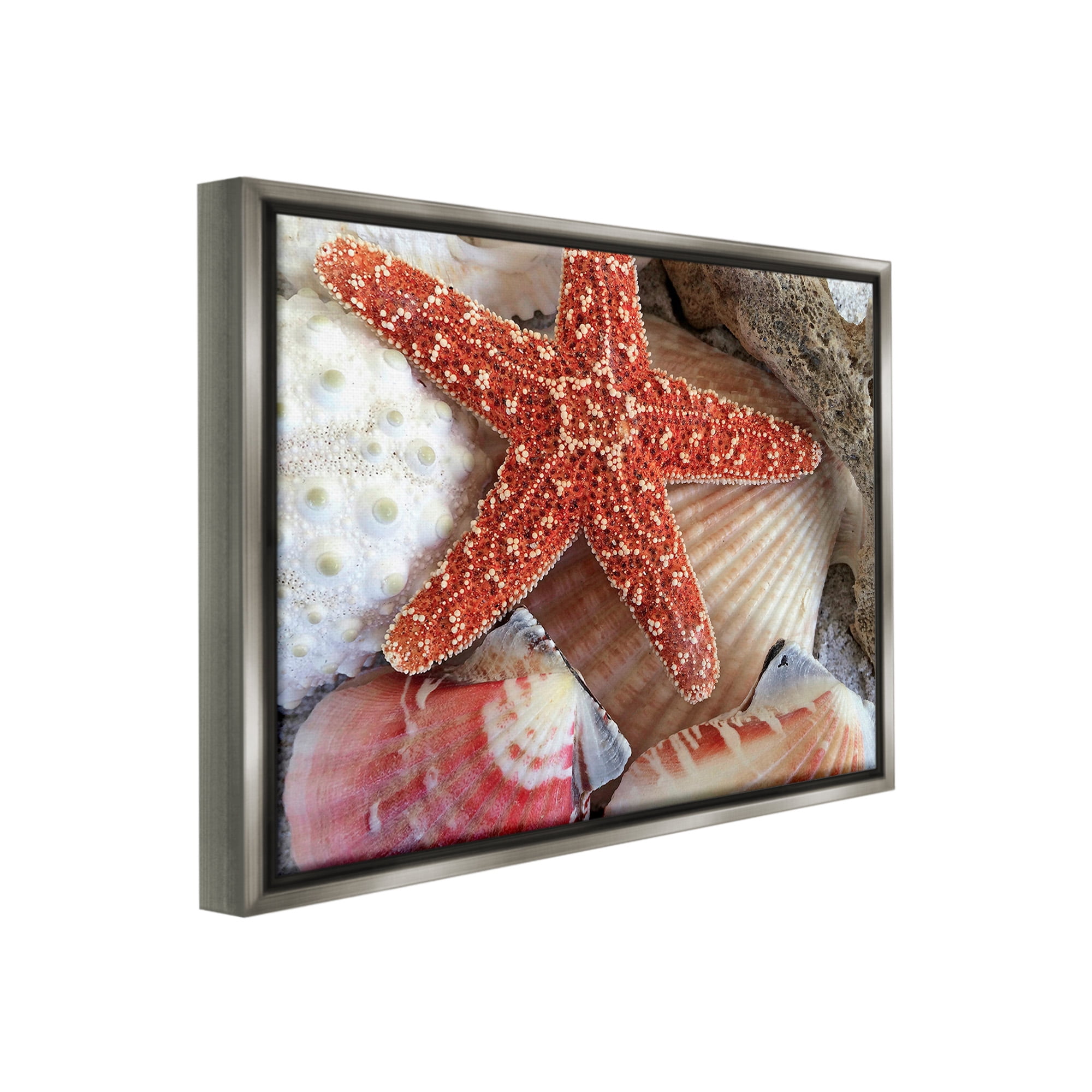 Stupell Industries Various Seashells Ashore Animals & Insects Photography Gray Floater Framed Canvas Art Print Wall Art, 21 x 17