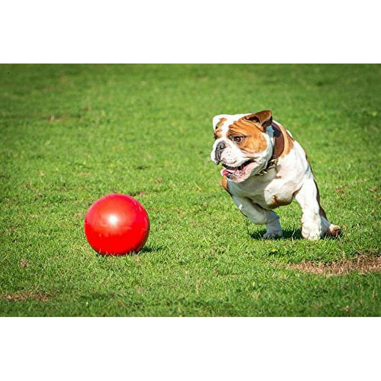 Boomer ball cheap dog toy