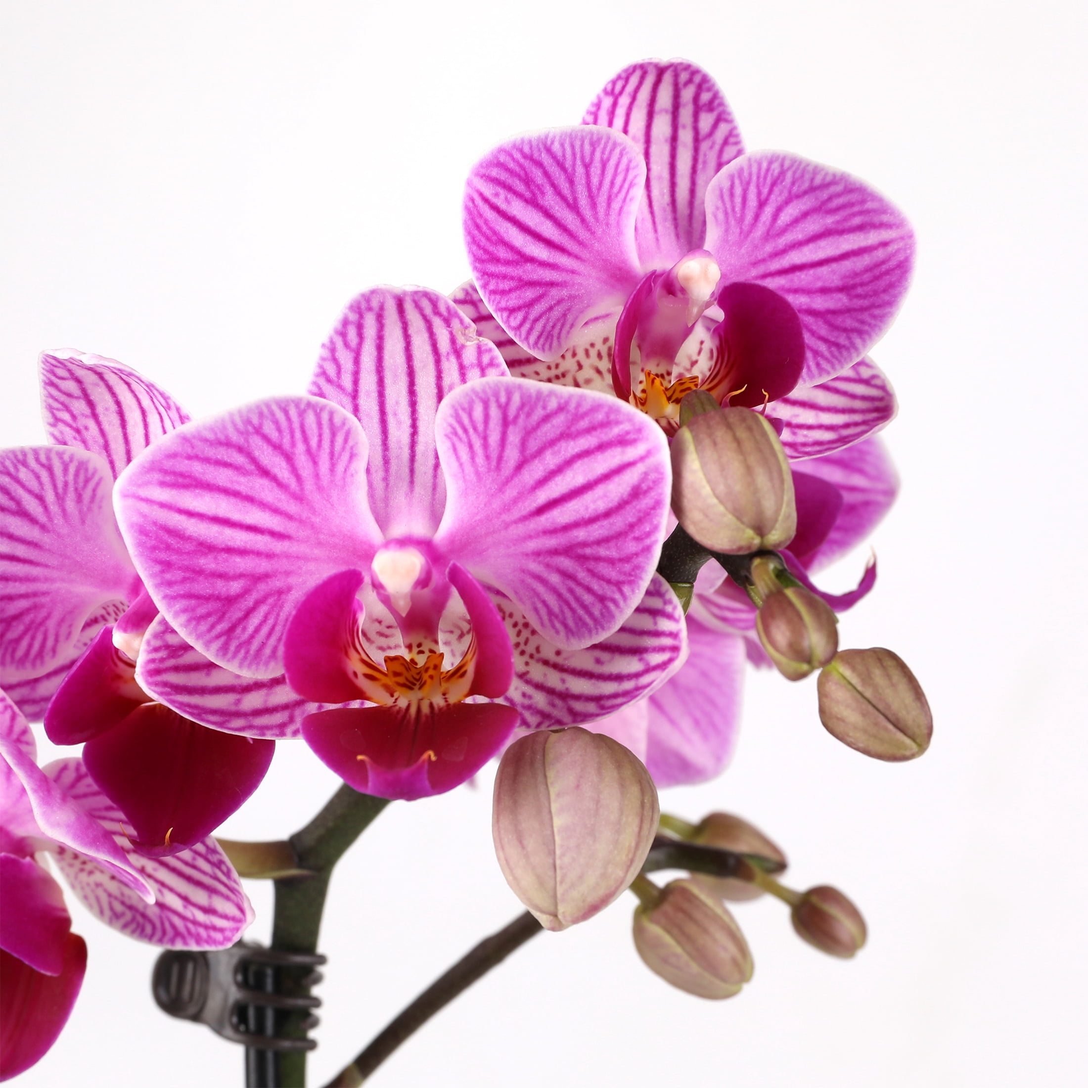 4IN Mini Pink Orchid Planter with Lavender (VDAY Edition) – Pink Jan Pot – “Favorite Valentine” Pick
