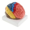 thumbnail image 4 of Human Brain Model - Structural Teaching , Students Biology Learning, 4 of 7