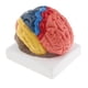 thumbnail image 4 of Cabeza con forma de cerebro Modelo de cerebro anatómico, coloreado para eso, 4 of 7