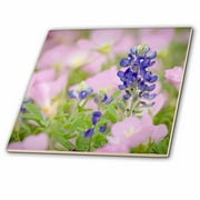 3dRose, Texas bluebonnet and showy primrose, Austin, Texas, 4 Inch Ceramic Tile