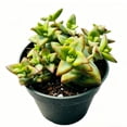 thumbnail image 2 of Live Succulent Plants 4" Pot Crassula Conjuncta, 2 of 5