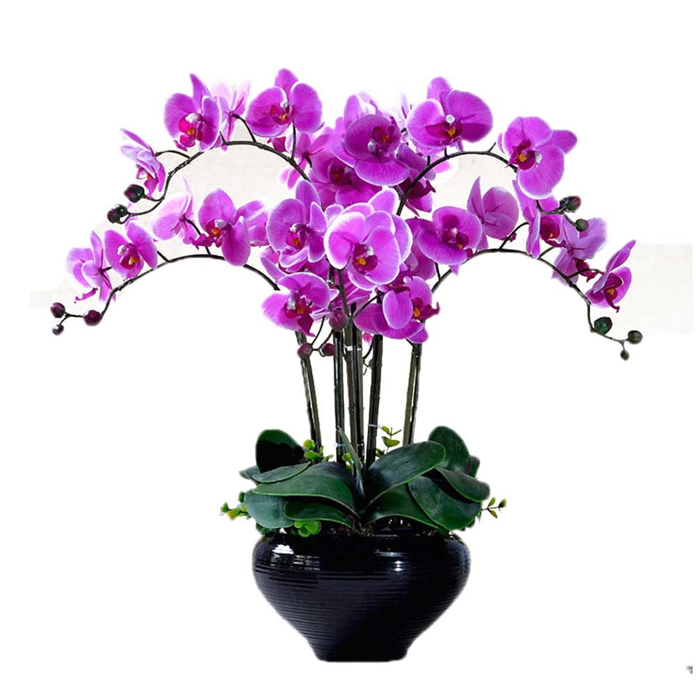 Phalaenopsis Orchid Seeds Bonsai Flower Orchid Mixed Colors Plant Garden 100PCS 