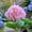 Pink, variant on Solar Garden Lights,Upgraded Solar Powered Purple Hydrangea Stake Lamp,Waterproof Outdoor Decorative Landscape Lighting for Garden Yard Lawn Patio Walkway Backyard Wedding,Mother's Day Gift