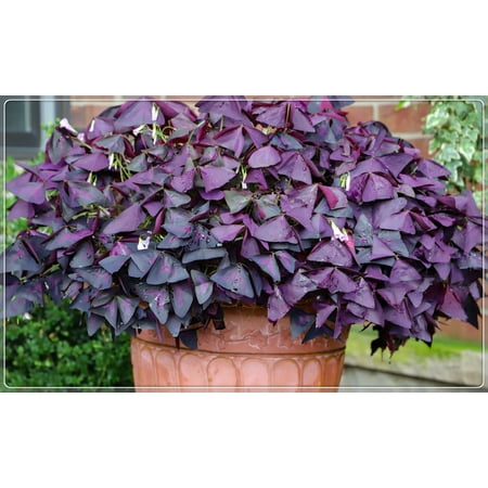 

Oxalis Bulbs Grass With Flowers，Purple Clover，Garden Happy Light Cute Oxalis Root Oxalis Bulbs For Sale