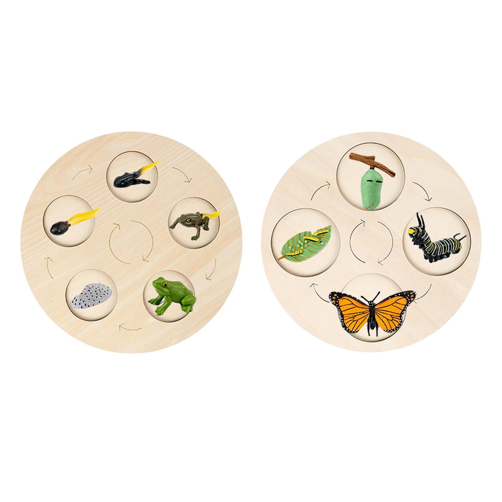 ciclo vida Montessori - Tabla ciclo crecimiento la vida, madera con cinco cuadrícula como educativo temprano para niños preescolares 3, 4, 5, 6 años, B/m