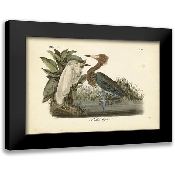 Audubon, John James 14x11 Black Modern Framed Museum Art Print Titled - Audubons Reddish Egret
