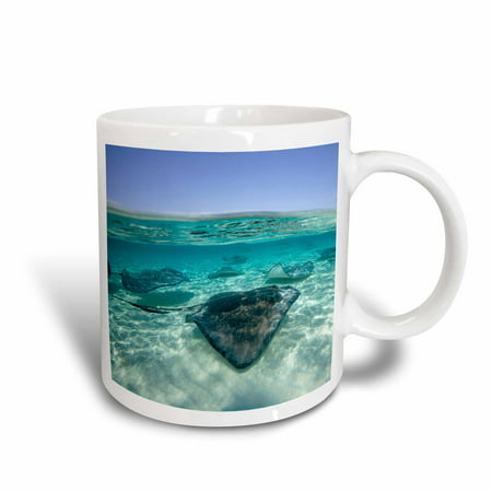 3dRose Cayman Islands, Southern Stingray in Caribbean Sea-CA42 PSO0044 - Paul Souders, Ceramic Mug,