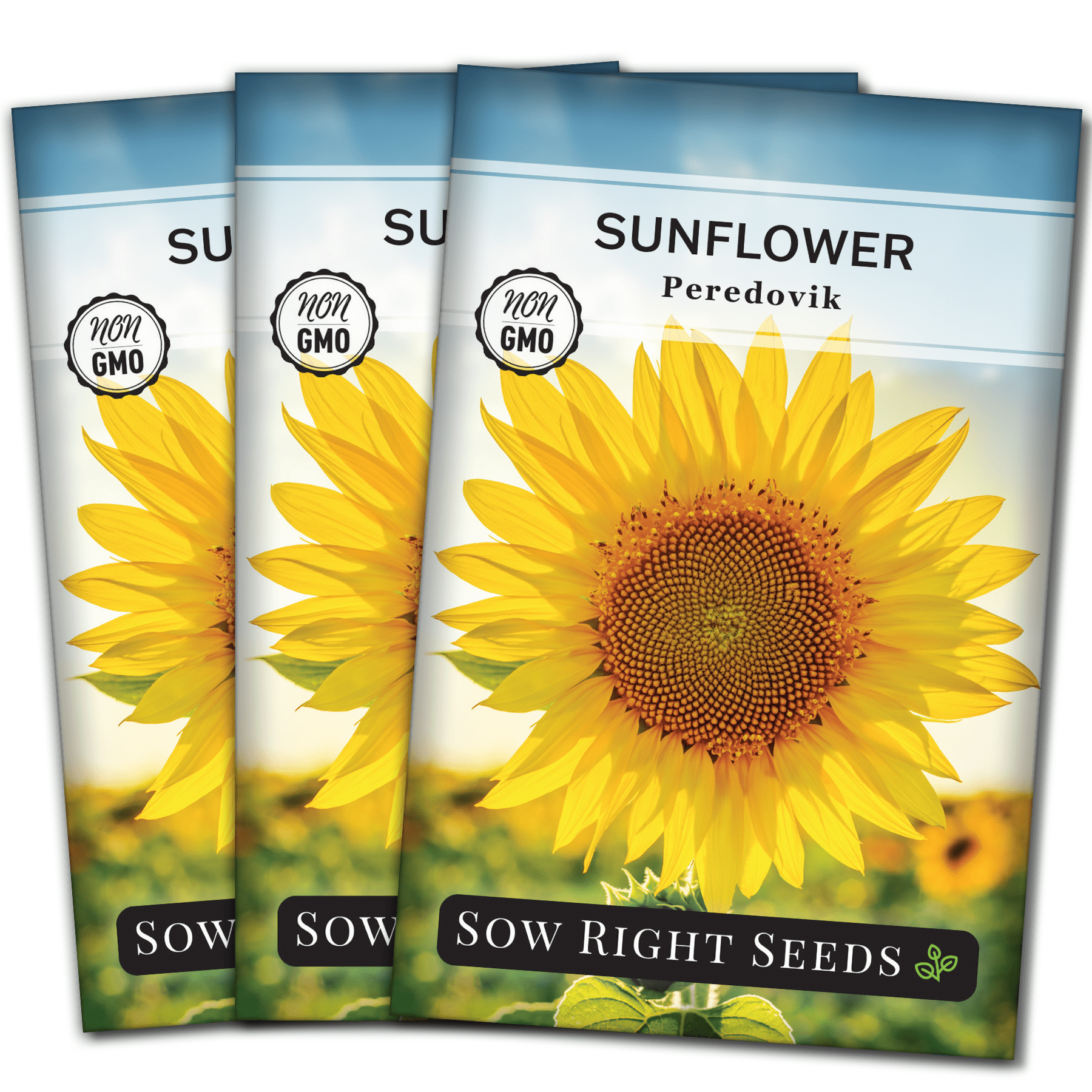Peredovik Sunflower Seeds Non GMO Heirloom Varieties for your Flower
