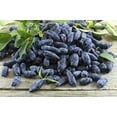 thumbnail image 2 of 30 * Seeds HONEYBERRY Blue Honeysuckle Lonicera Caerulea Edible Fruit Shrub Seeds, 2 of 11
