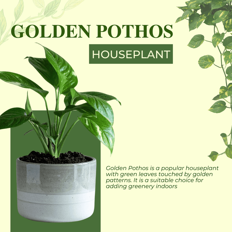 Golden Pothos Live Plant, 3 - 5 Inches Tall, Pothos Vine for Patio or  Containers, Zones 10 - 12 - Walmart.com