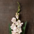 thumbnail image 2 of 12 Pack: White Gladiolus Stem by Ashland, 2 of 4
