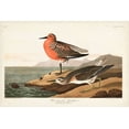 thumbnail image 2 of Audubon, John James 14x11 Black Ornate Wood Framed with Double Matting Museum Art Print Titled - Pl. 315 Red-breasted Sandpiper, 2 of 4