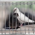 thumbnail image 3 of LOVEVER Porte d'Oiseau en Acier Inoxydable Cage Bar Porte d'Entrée pour Pigeons, 3 of 6