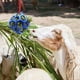 thumbnail image 4 of Paquete de 2 pelotas de terapia para caballos, comedero de heno, juguetes para caballos, juguetes de polo, juego para caballos, cabras, ovejas, juguetes para aliviar el estrés, caballos aburridos, 4 of 5