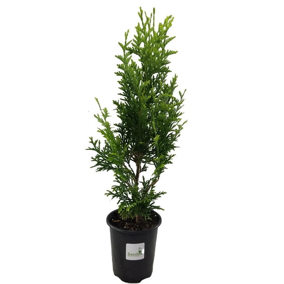 Garden Bushes