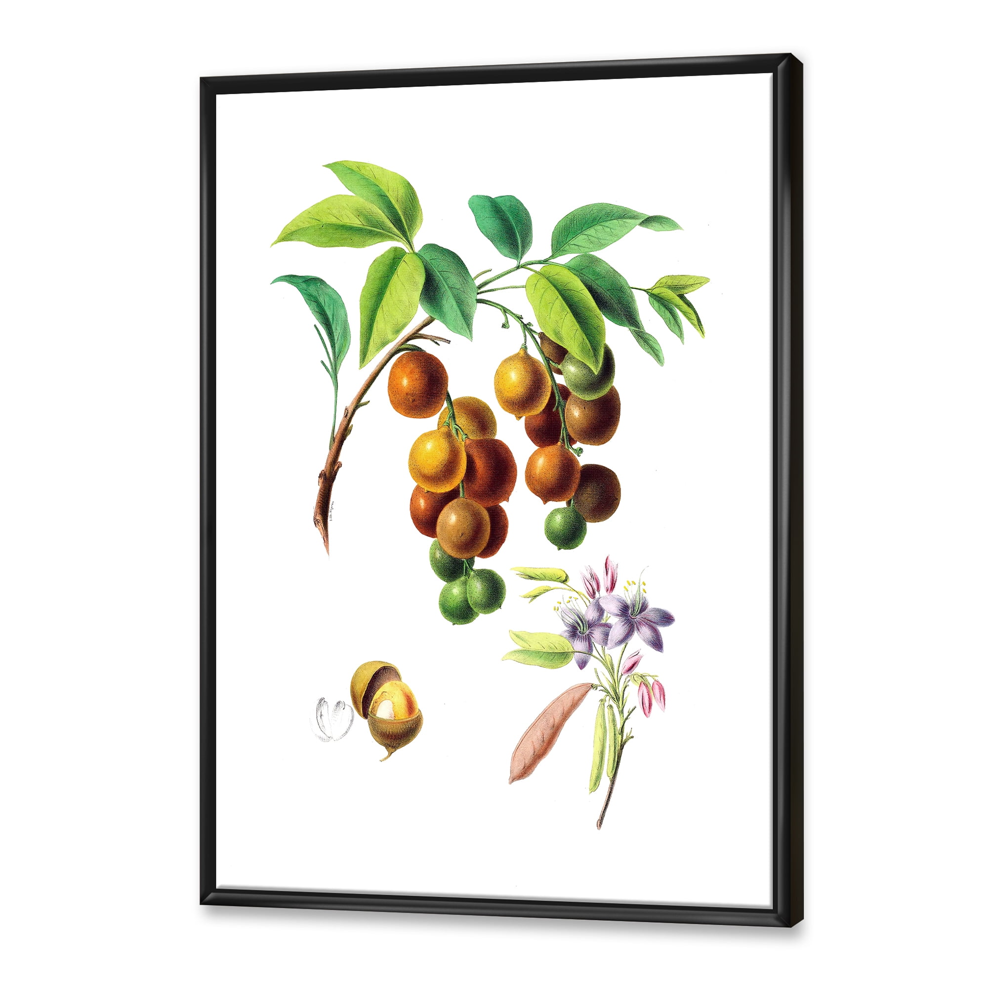 Designart 'Ancient Fruits III' Farmhouse Framed Canvas Wall Art Print