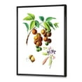 thumbnail image 3 of Designart 'Ancient Fruits III' Farmhouse Framed Canvas Wall Art Print, 3 of 5