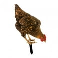 thumbnail image 3 of Letrero acrílico para gallina, decoración de jardín, estacas de animales, patio realista Estilo A Cola estacas de patio, 3 of 8