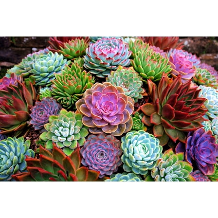 Echeveria Species Succulent Seeds Mix (30 Seeds) - Grow Exotic Succulent Cacti