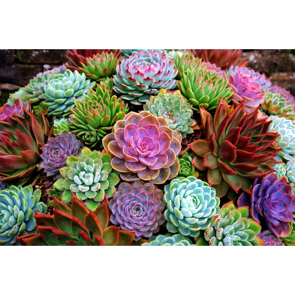 Echeveria Species Succulent Seeds Mix (30 Seeds) - Grow Exotic Succulent Cacti