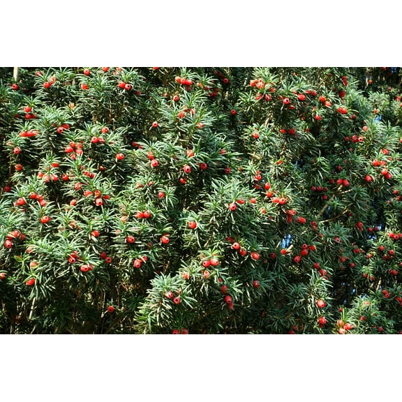10 ENGLISH YEW Taxus Baccata Tree Shrub Conifer Sun or Shade Red Ornamental Berry Seeds