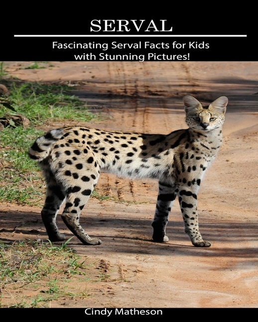 Serval Fascinating Serval Facts for Kids with Stunning Pictures