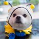 thumbnail image 5 of 1 PC PET BEE BEE Formado Lluvia Slicker Capucha Impermeable Con estilo Mascota Impermeable Para Perro, 5 of 6
