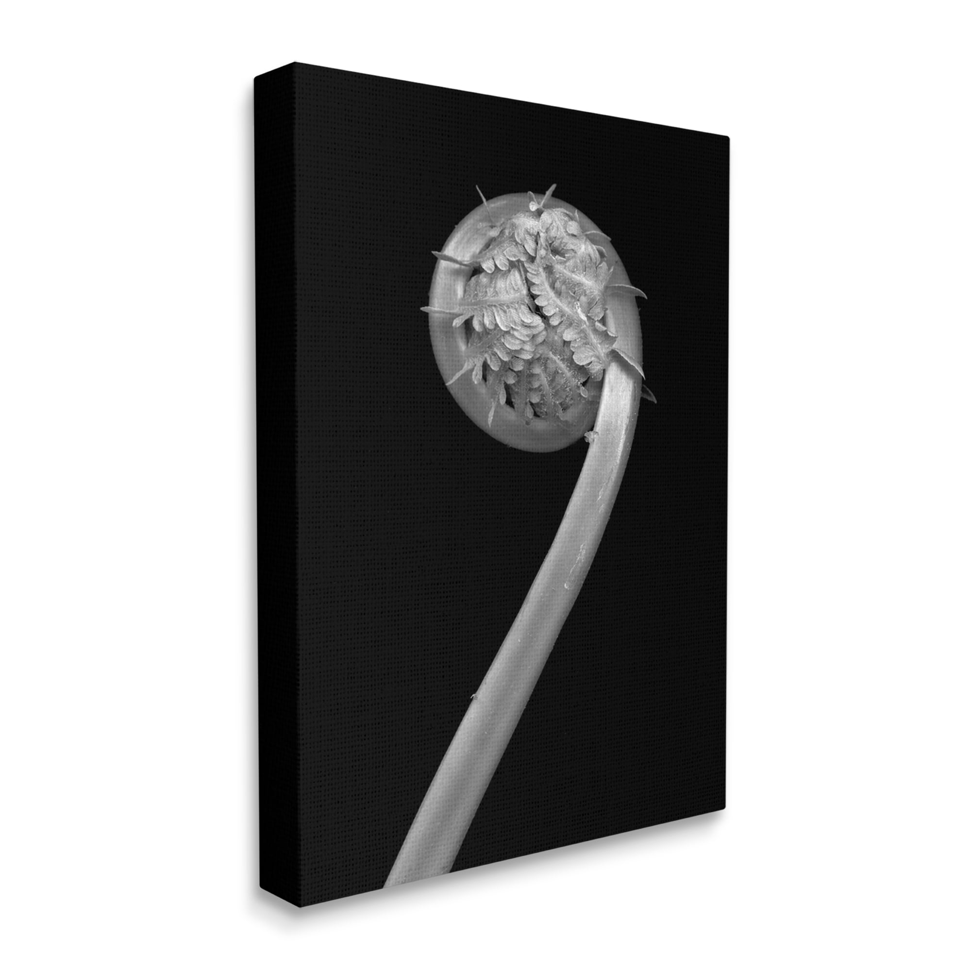 Stupell Industries Fiddlehead Fern on Black Botanical & Floral Photography Gallery Wrapped Canvas Print Wall Art, 36 x 48