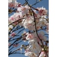 thumbnail image 4 of Silk Cherry Blossom Branches 58in.  20in. Wide Individual Silk Cherry Blossoms Range From 1in. To 1-1/2in., 4 of 4