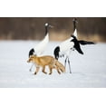 thumbnail image 2 of Goff, Ellen 24x17 White Modern Wood Framed Museum Art Print Titled - Japan-Hokkaido-Kushiro A carrion crow chases away a red fox, 2 of 4