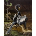 thumbnail image 2 of Goebel, Wilhelm 12x14 Black Ornate Wood Framed with Double Matting Museum Art Print Titled - Preening Anhinga, 2 of 4