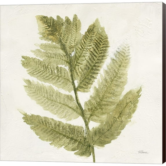 Forest Ferns I by Albena Hristova, Canvas Wall Art