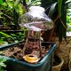 thumbnail image 2 of Dispositivo de riego automático Hogar Riego perezoso Artefacto de flores Viajes Viajes Filtración de agua Goteo Accesorios de riego por goteo Riego carnoso Flor, 2 of 6