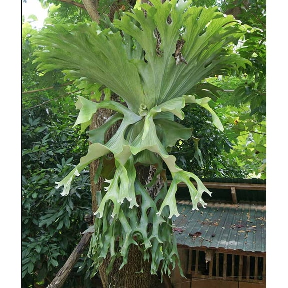 Staghorn Fern Live Plant in 3" Pot - Platycerium Bifurcatum - Hanging Plant - Live Houseplant