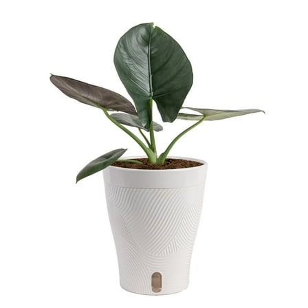 Costa Farms 12" Alocasia Reginae Live House Plants in 5" Self-Watering Pot