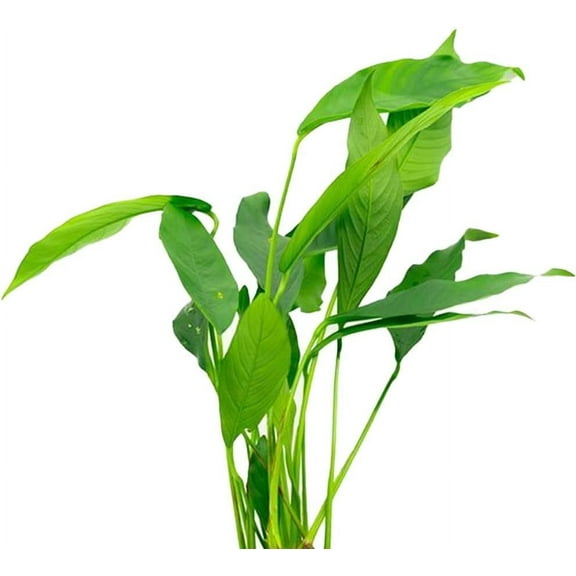 Canton Aquatics Anubias Heterophylla Lanceolata Bare Root- Flowering Plant - Surdy Leaves - All Natural & Organic Aquatic Plant - Long Lasting & Easy to Care - Small BUY2 GET1 FREE