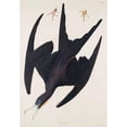 thumbnail image 3 of Audubon, John James 18x24 Black Modern Framed Museum Art Print Titled - Frigate Pelican, 3 of 5