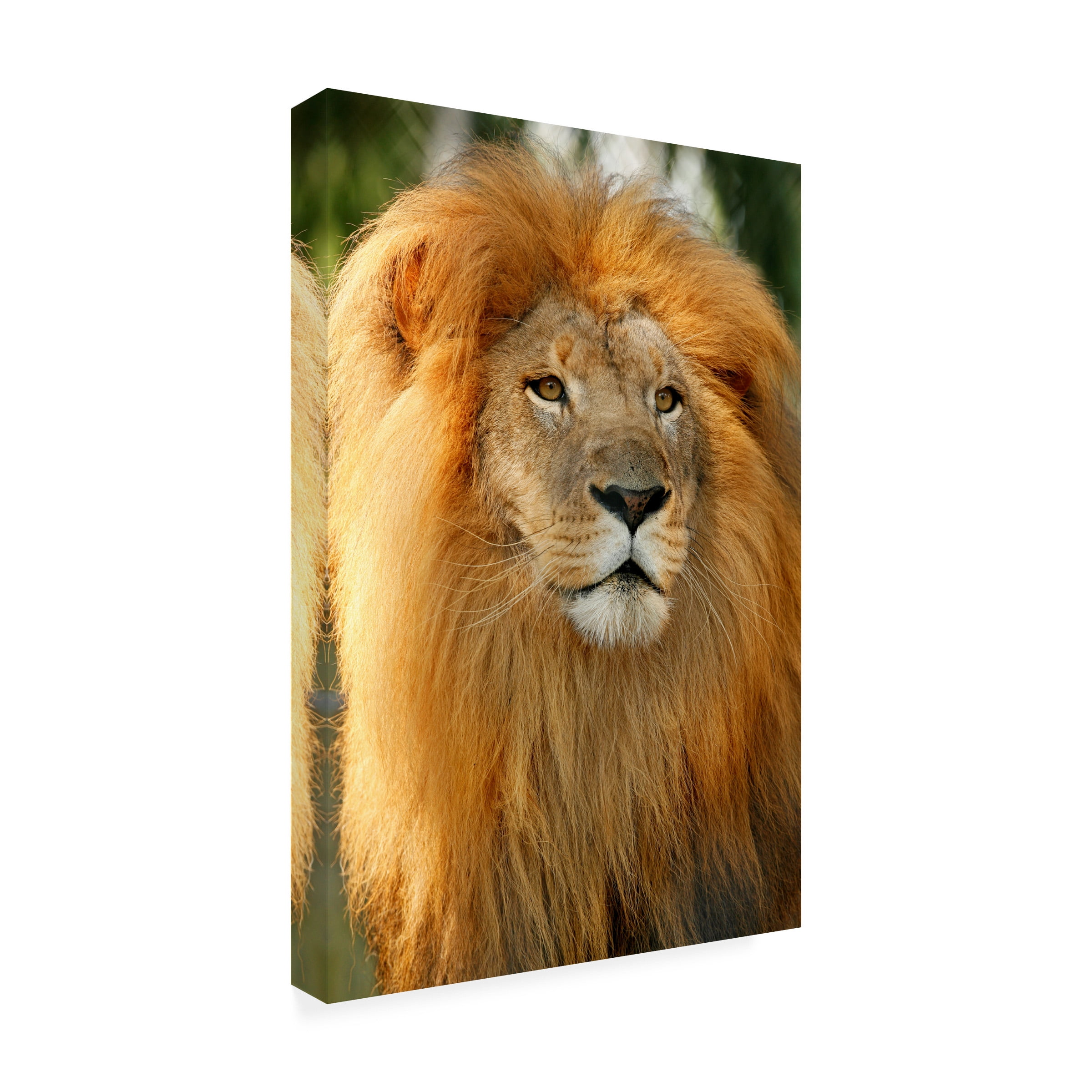 Trademark Fine Art 'Lion' Canvas Art by Mike Jones Photo