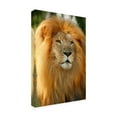 thumbnail image 4 of Lion' Canvas Art by Mike Jones Photo, 4 of 4