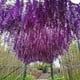 thumbnail image 4 of Naiovety 12 piezas de flores artificiales de Wisteria Vine para jardín púrpura Type2 NO2, 4 of 6