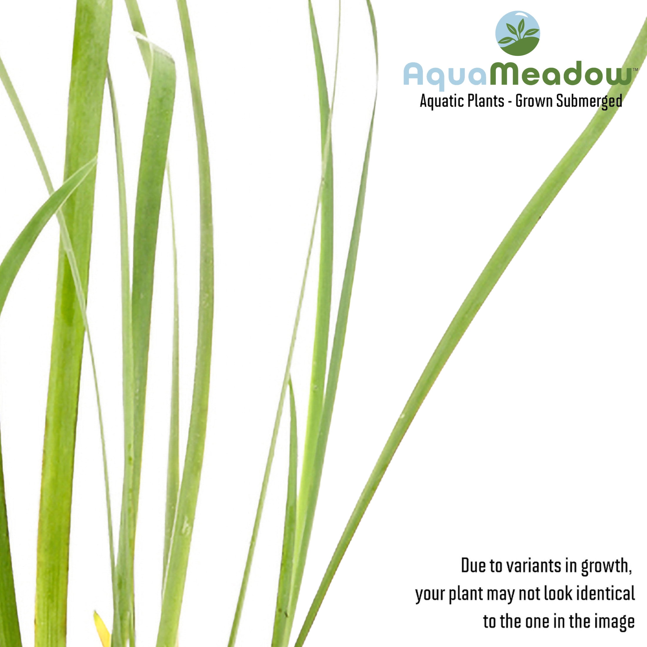 AquaMeadow Assorted Iris Potted 3pk