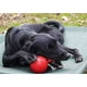 thumbnail image 2 of Juguete para Perros Jolly Pets Tug-n-Toss Pelota Resistente con Asa 10 cm, 2 of 3