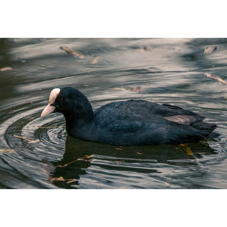 LAMINATED POSTER Water Bird Swim Duck Waterfowl Bird Coot Poster Print 24 x 36
