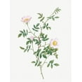 thumbnail image 2 of Redoute, Pierre Joseph 15x18 Gold Ornate Wood Framed with Double Matting Museum Art Print Titled - Pink Hedge Rose, Rosa sepium rosea, 2 of 4