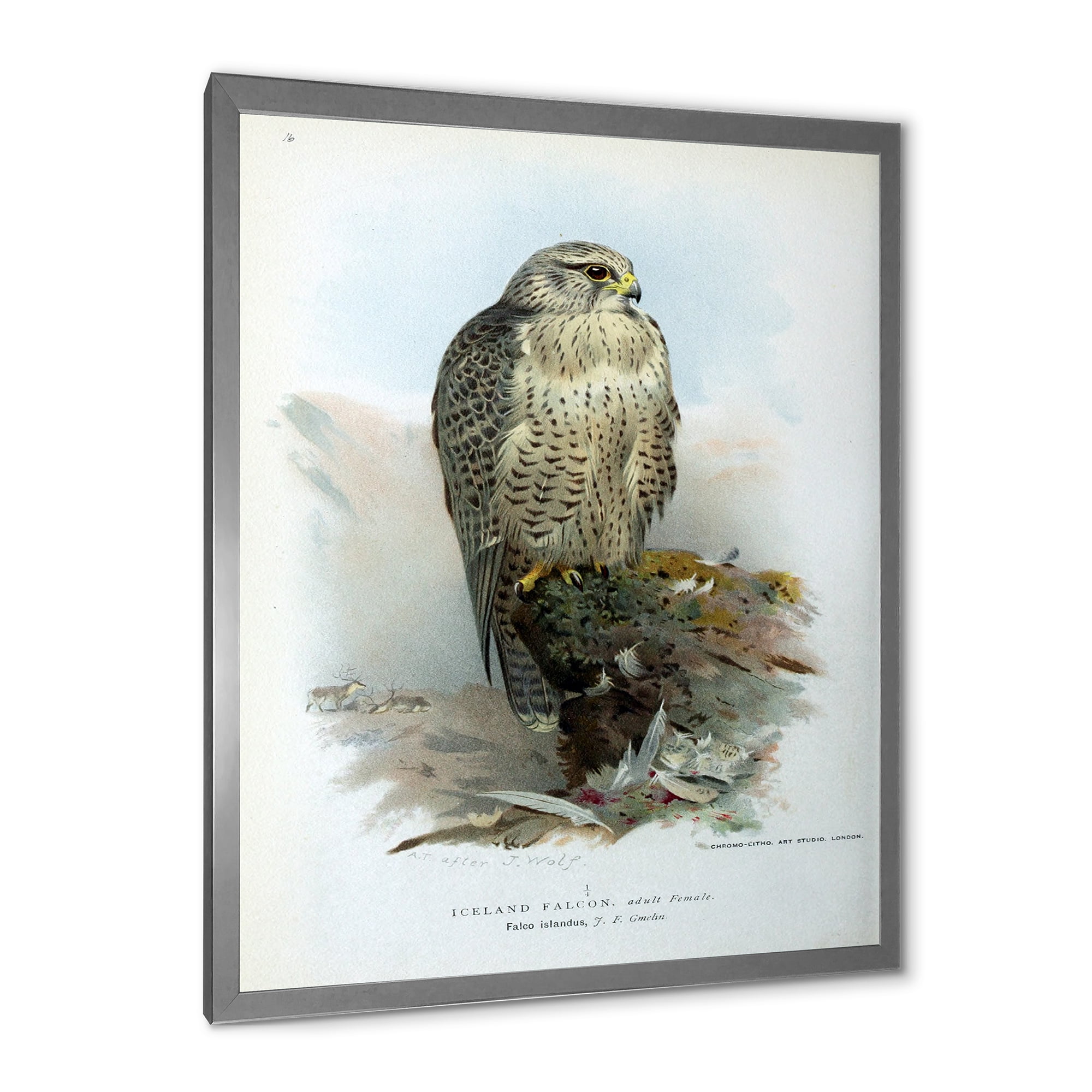 Designart 'Ancient Bird Life V' Traditional Framed Art Print